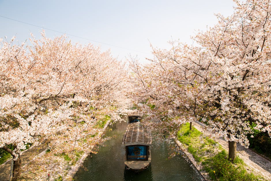 Nature's Wonders: Discovering the Beauty of Japan's Cherry Blossoms