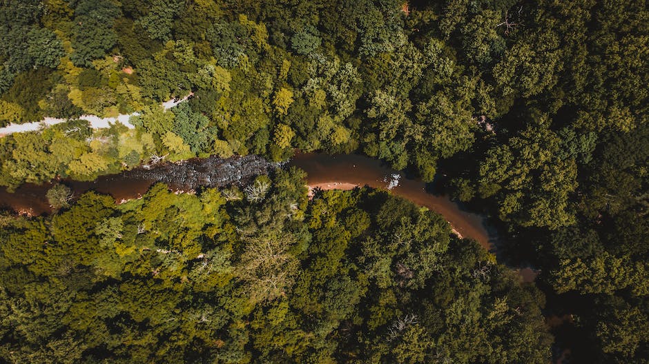 Wildlife Encounters in the Heart of the Amazon Rainforest